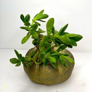 PUMPKIN / PLANTER - Handmade Home Decor